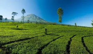 Kebun Teh Medini