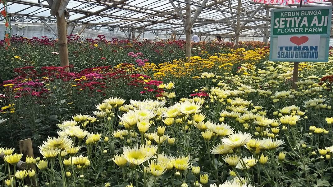 Setya Aji Flower Farm, Berwisata Sekaligus Belajar Budidaya Bunga Krisan