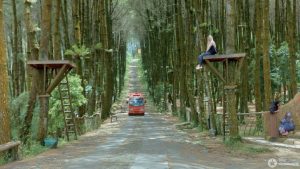 Top Selfie Pinusan Kragilan, Tempat Paling Ideal untuk Refreshing di Magelang
