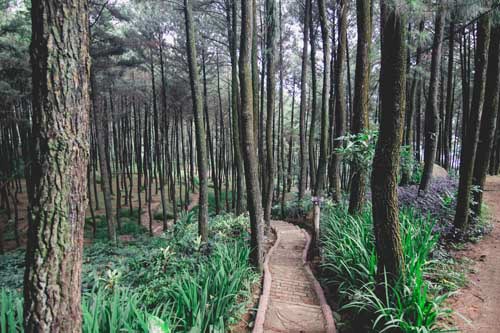 Gunung Pancar