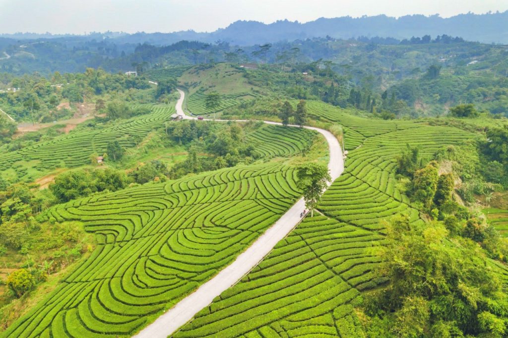 Kebun Teh Cianten