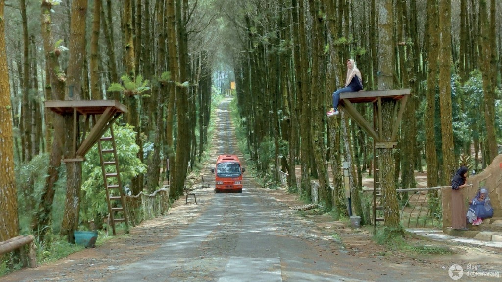 Rumah Pohon pinusan kragilan