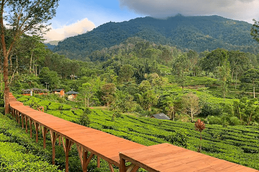 Agrowisata Gunung Mas