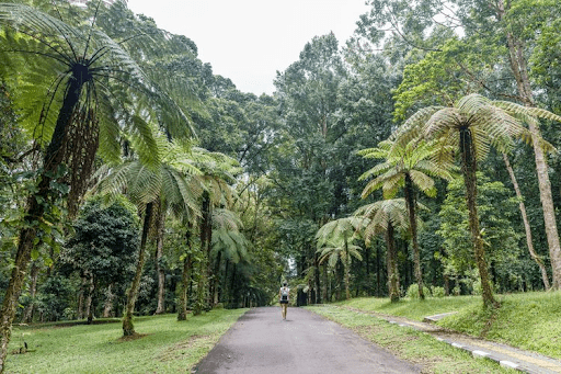 Hutan Paku