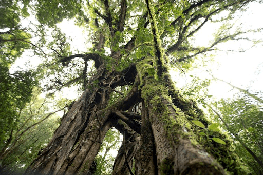 Pohon Kuno