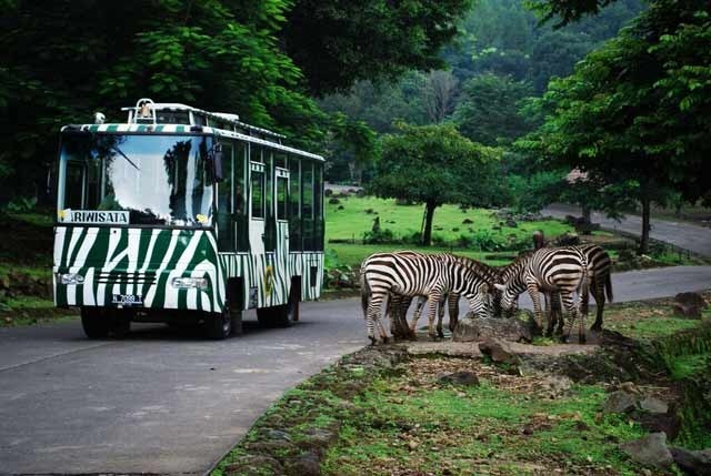Taman Safari Indonesia, Bogor