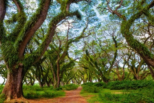 wisata di banyuwangi